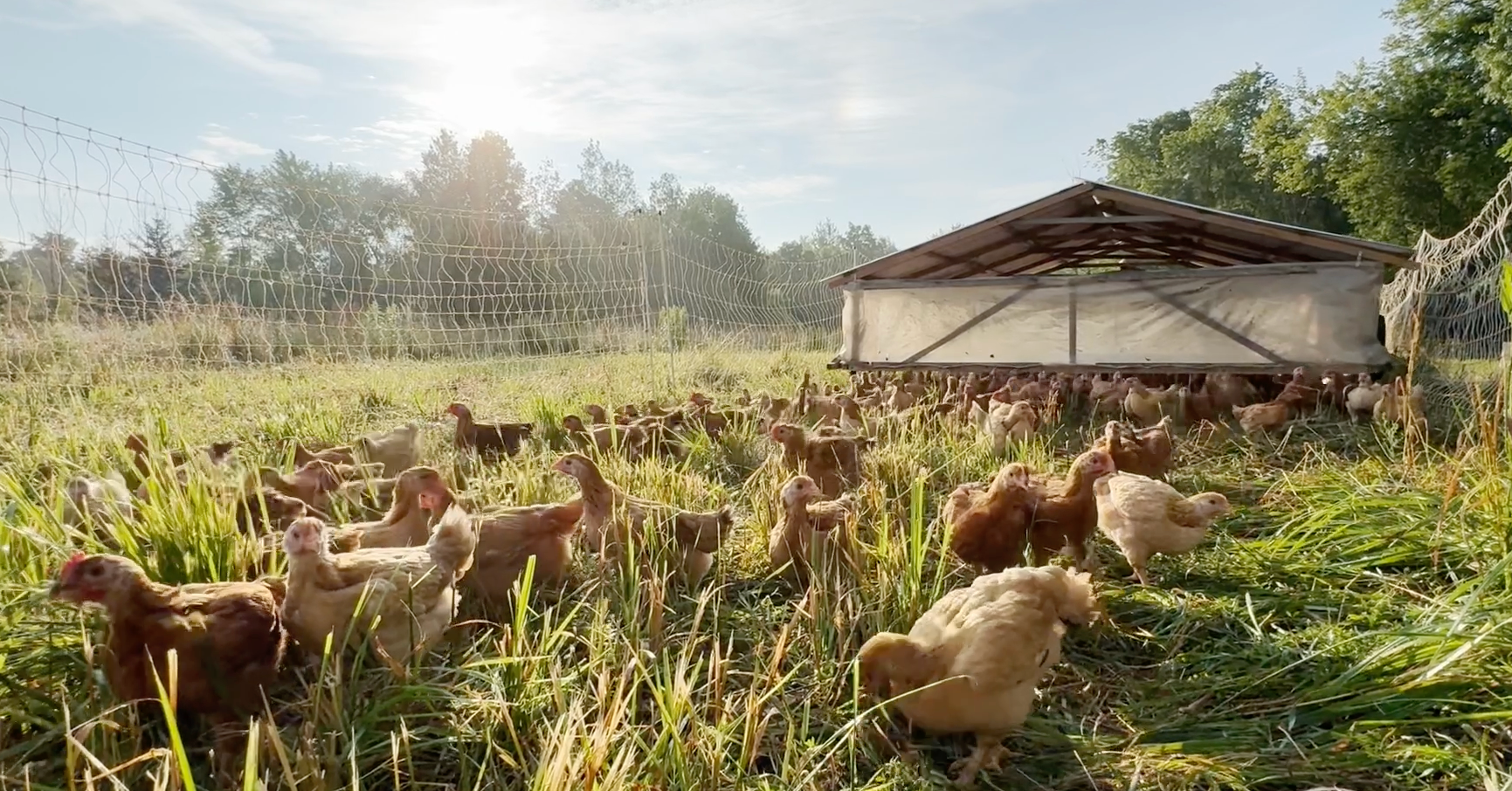 Meat Eggs Greens Meals Field Trips & Summer Camp
– Provenance Farms