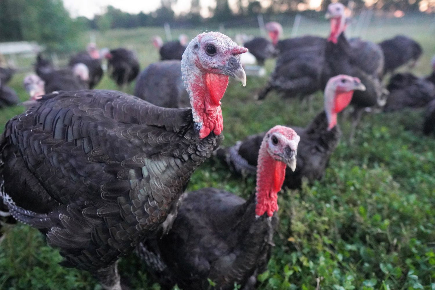 Bronze Holiday Turkey (Frozen) - Pastured & Regenerative