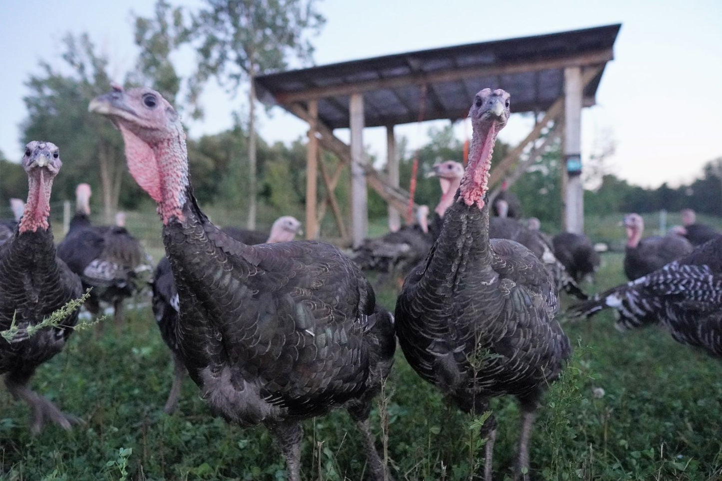 Bronze Holiday Turkey (Frozen) - Pastured & Regenerative
