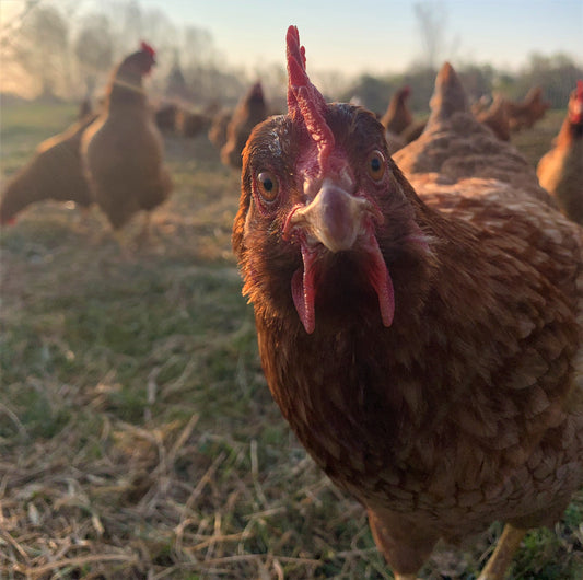 What are Regenerative Hens (and eggs) anyways?