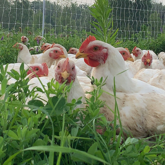 Regenerative Pastured Chickens @ Provenance Farms