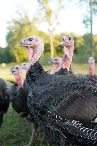 Bronze Holiday Turkey (Frozen) - Pastured & Regenerative