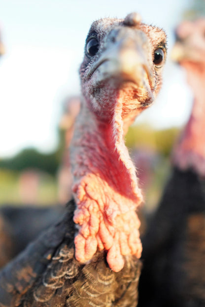 Bronze Holiday Turkey (Frozen) - Pastured & Regenerative