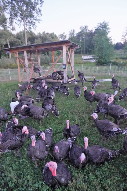 Bronze Holiday Turkey (Frozen) - Pastured & Regenerative