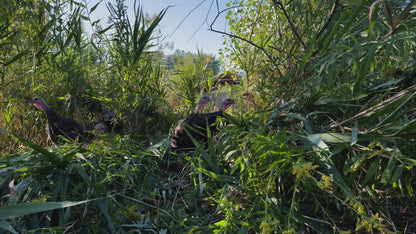 Deposit for a Bronze Thanksgiving Turkey - Pastured & Regenerative