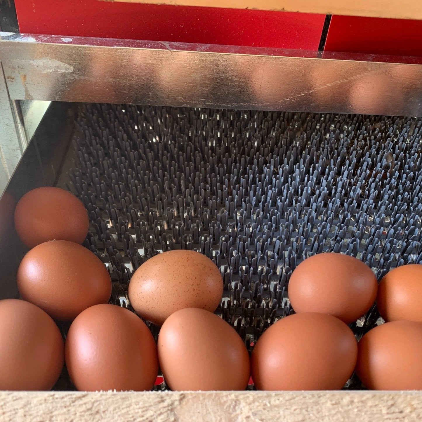 Fresh Grade A Eggs