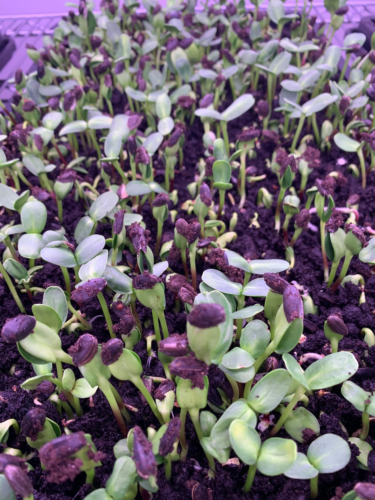 Microgreens Mix (Radish, Sunflower, Pea) 200g