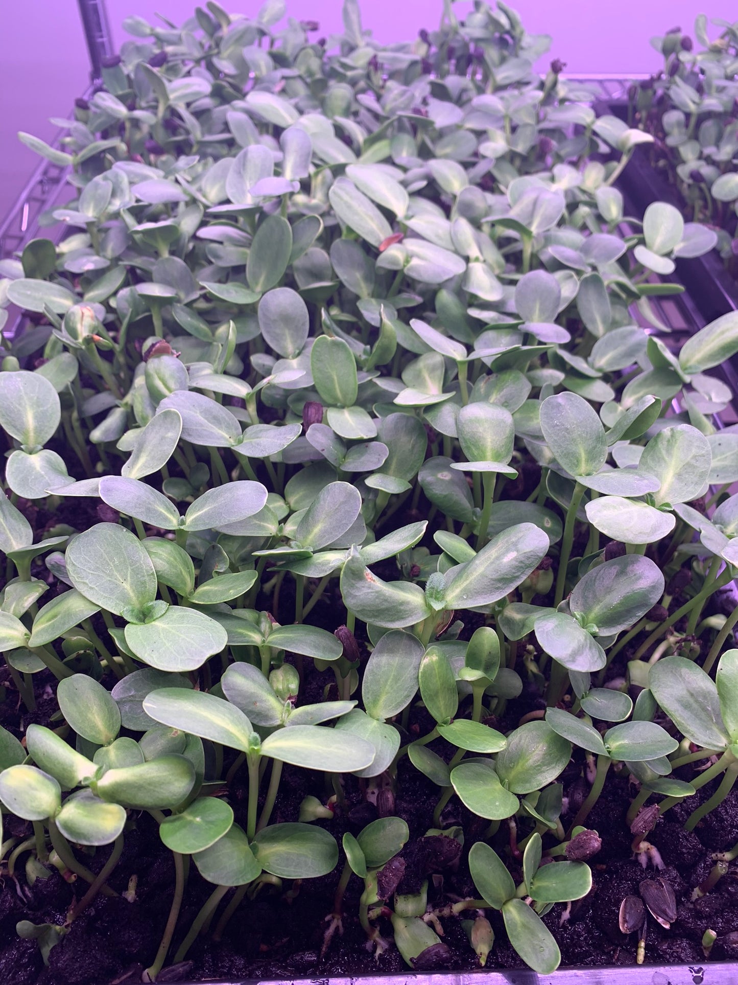 Microgreens Mix (Radish, Sunflower, Pea) 200g