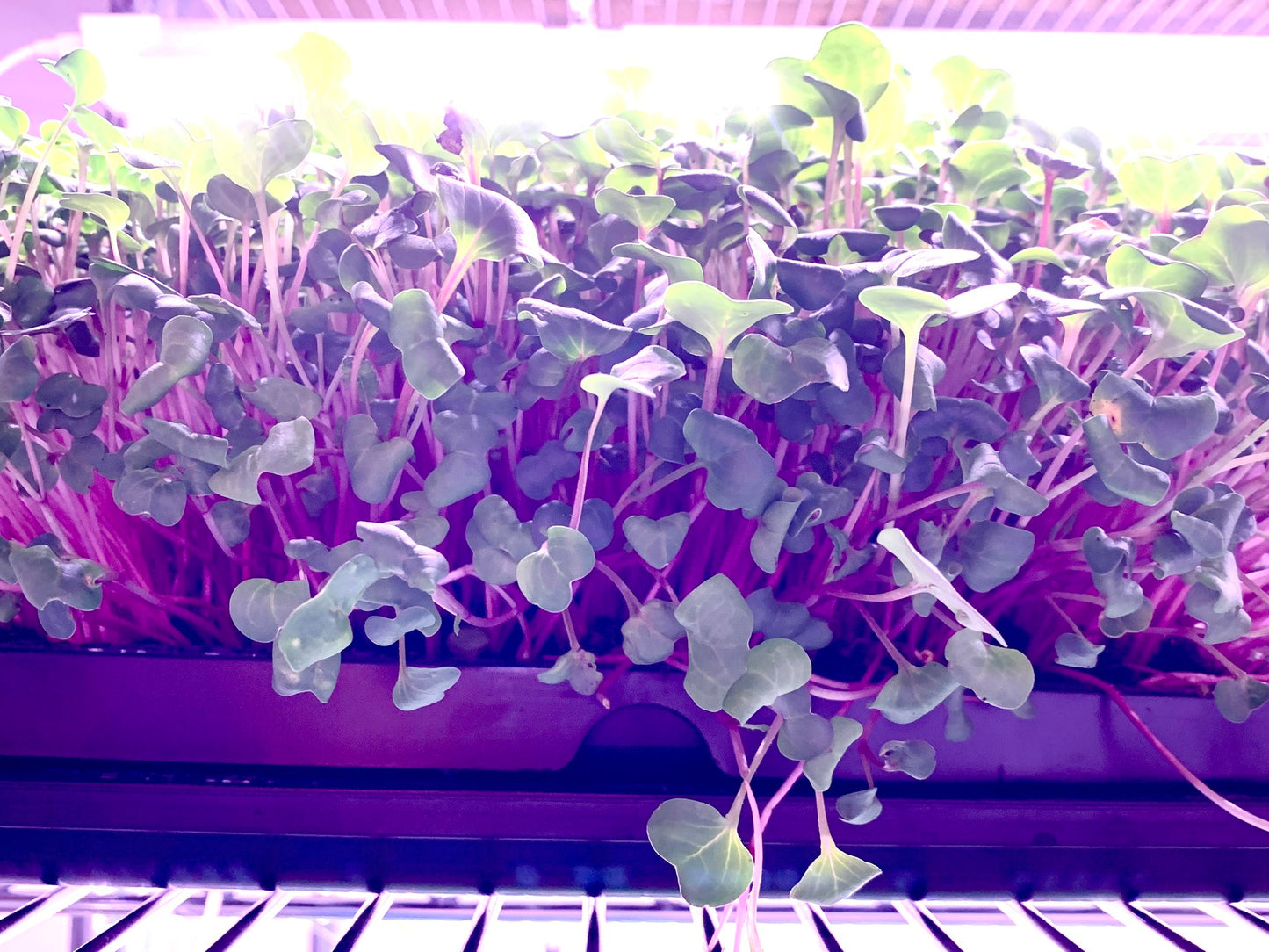 Microgreens Mix (Radish, Sunflower, Pea) 200g