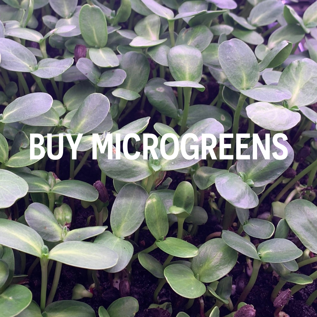 Microgreens Mix (Radish, Sunflower, Pea) 200g
