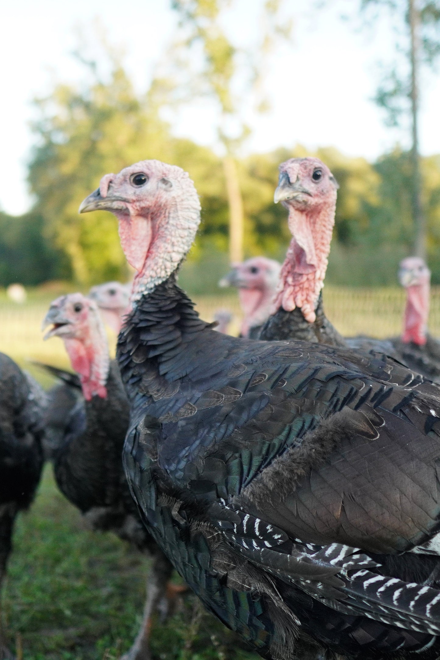 Deposit for a Bronze Thanksgiving Turkey - Pastured & Regenerative