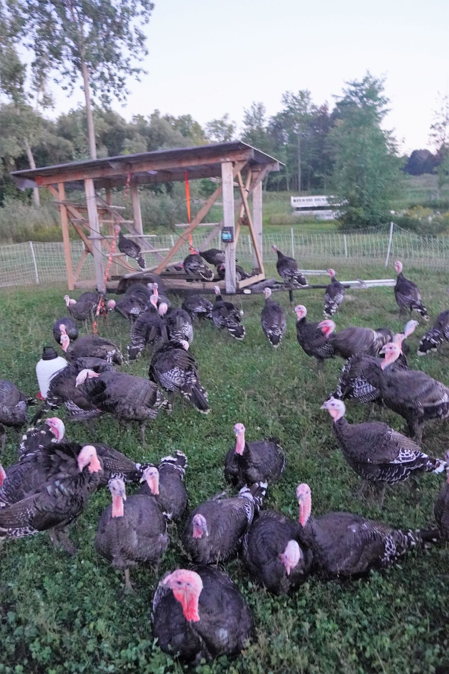 Deposit for a Bronze Thanksgiving Turkey - Pastured & Regenerative