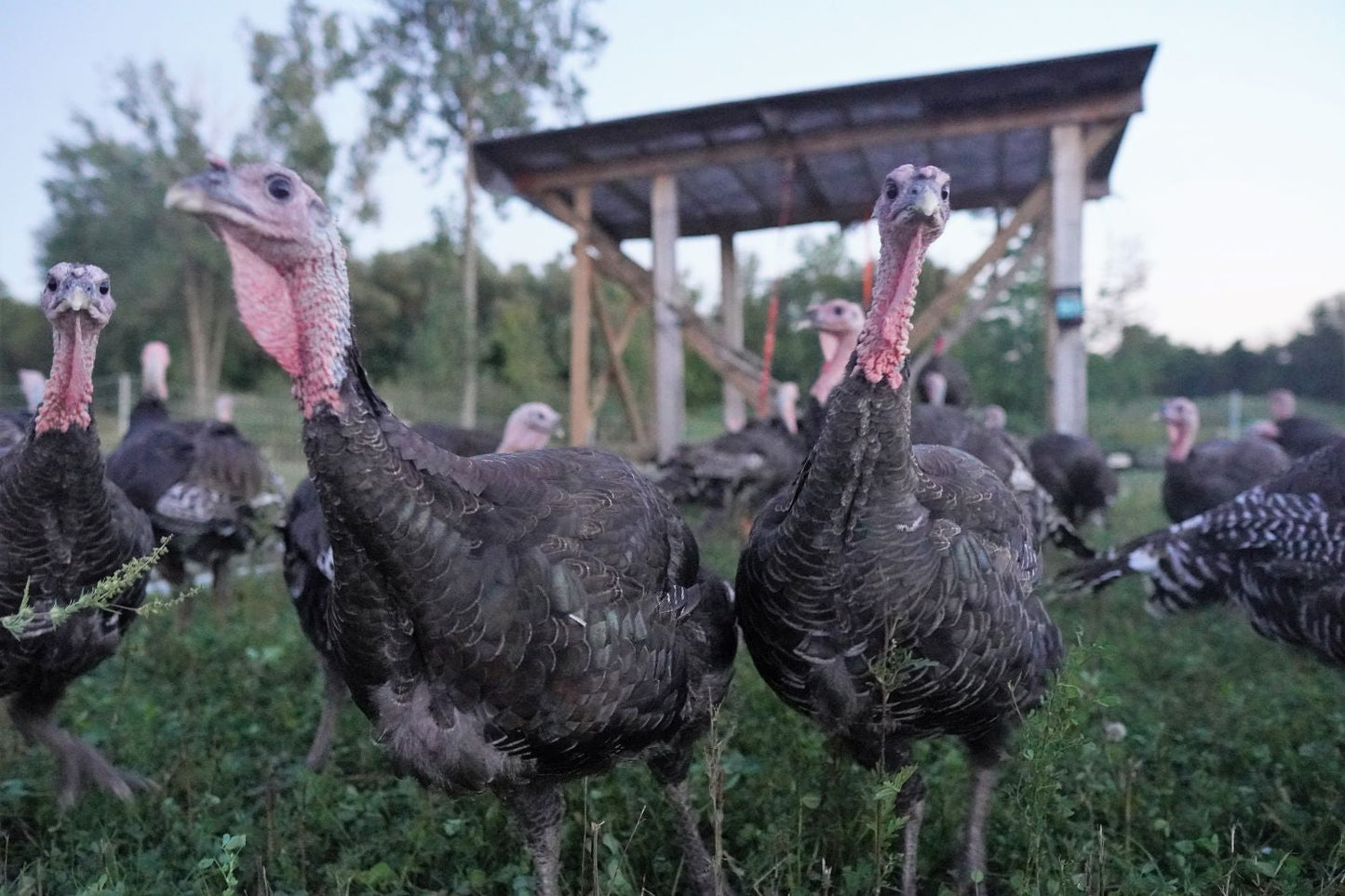 Deposit for a Bronze Thanksgiving Turkey - Pastured & Regenerative